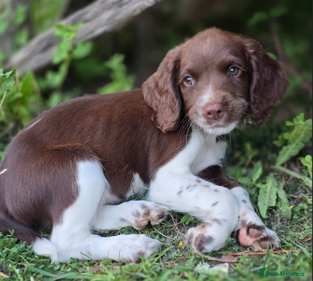 English Springer Spaniel dogs for sale: Working English Springer Spaniel Pups - KC REG - Image 21