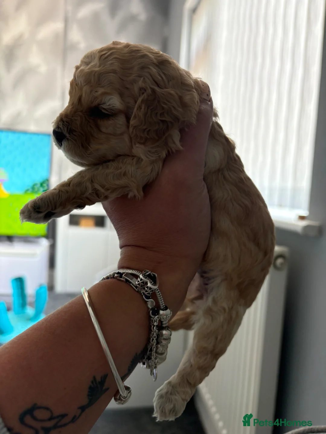 Cavapoo dogs for sale: Luxury toy cavapoo  in Burton-on-Trent - Advert 2