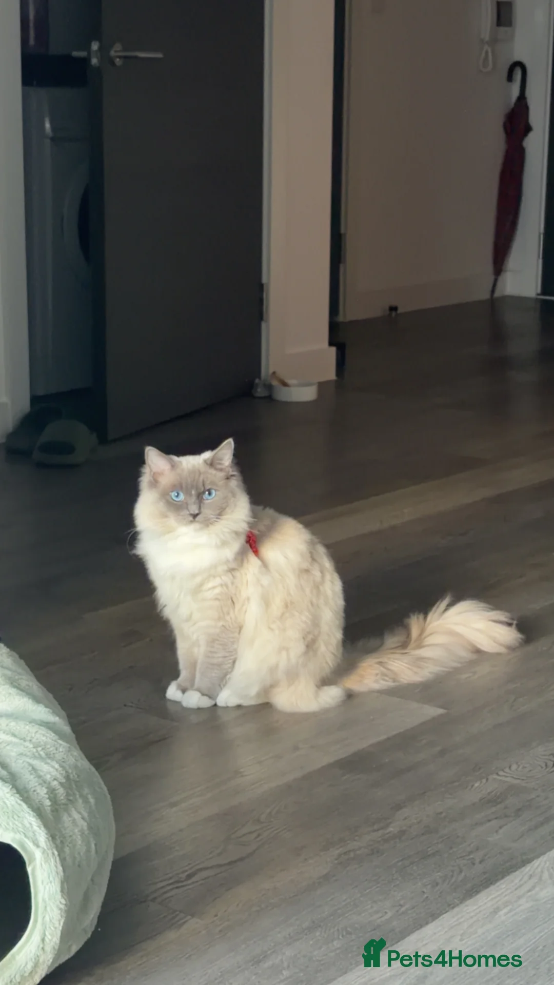 Ragdoll cats for stud: Beautiful purebred Ragdoll for stud  in Salford - Advert 2