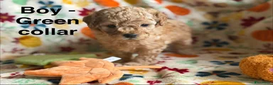 Cavapoo 3