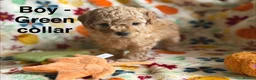 Cavapoo dogs for sale: F2B Home reared Cavapoo Puppies in Maldon - Advert 4