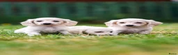 Miniature Dachshund dogs for sale: Miniature dachshunds male and female  - Advert 25