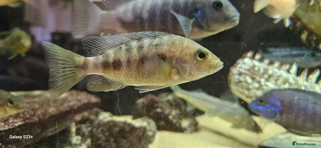 Cichlids fish for sale: Assorted cichlids and sizes - Advert 13
