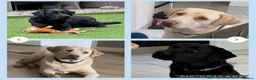 Labrador Retriever dogs for sale: Top quality KC reg Labradors due June 10th  - Advert 2