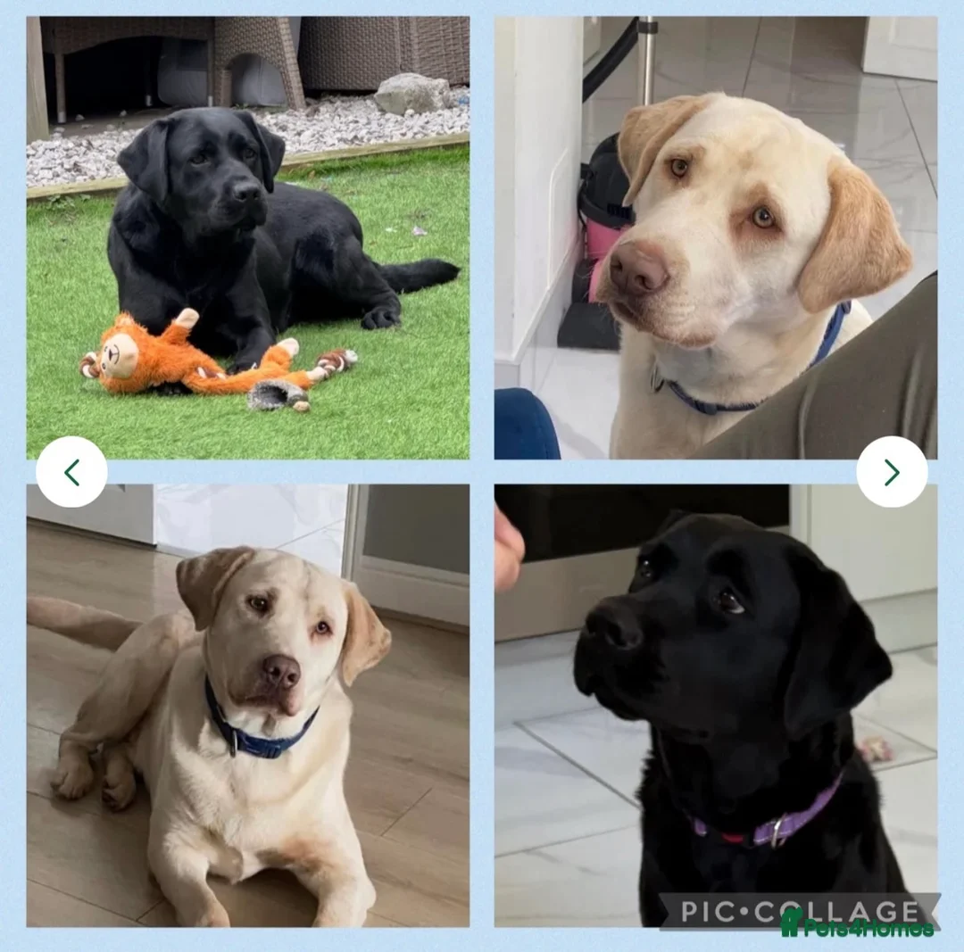 Labrador Retriever dogs for sale: Top quality KC reg Labradors due June 10th  - Advert 2