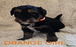 Tibetan Terrier dogs for sale: Adorable fluffy TToodle puppies  - Image 29