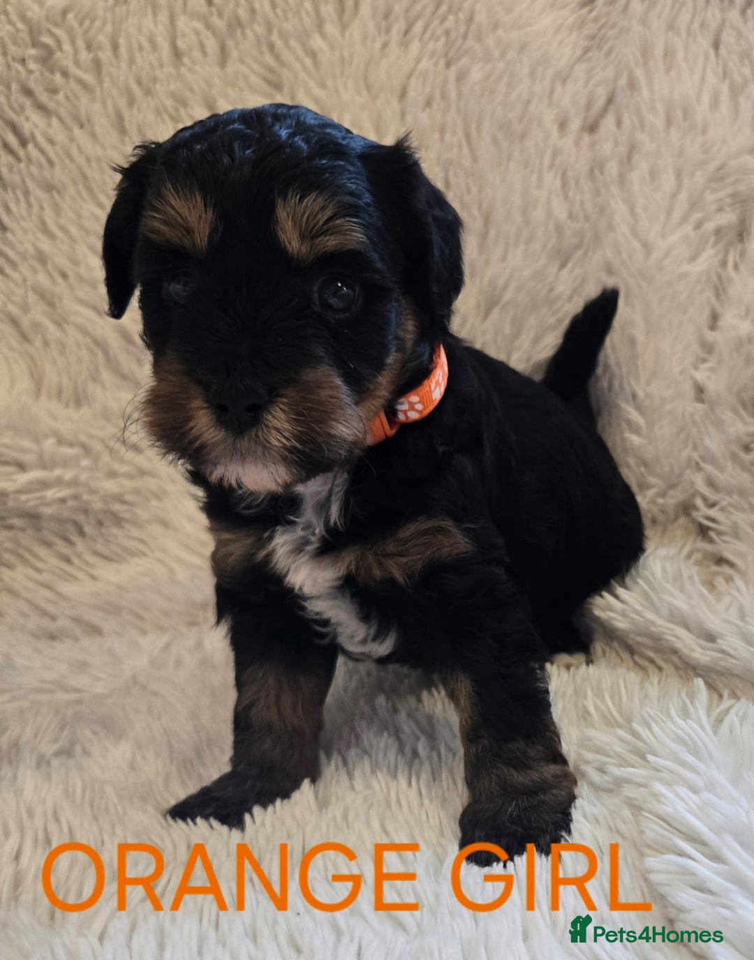 Tibetan Terrier dogs for sale: Adorable fluffy TToodle puppies  - Image 29