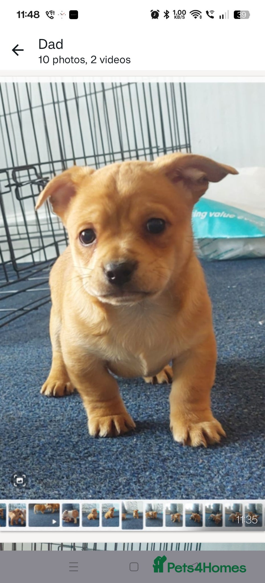 Mixed Breed dogs Microbully cross chihuahua  - Advert 5
