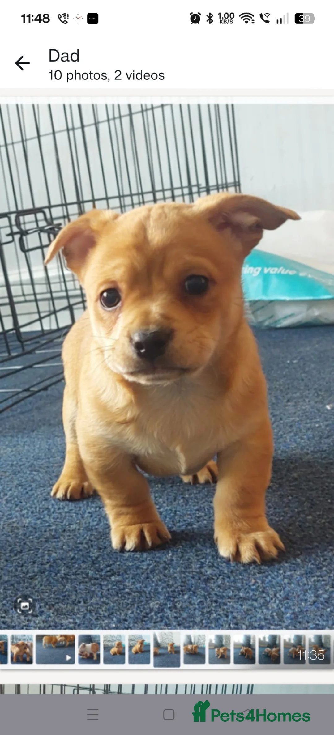 Mixed Breed dogs for sale: Microbully cross chihuahua  - Advert 1