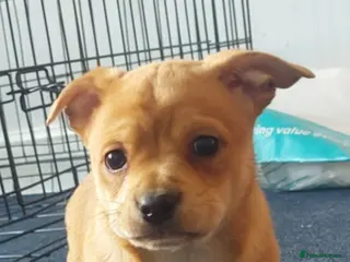 Mixed Breed dogs Microbully cross chihuahua - Advert 1