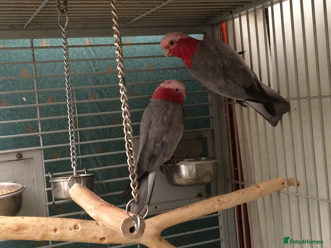 Cockatiels birds for sale: 5* Rehoming of all birds  - Image 9