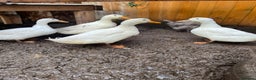 Ducks poultry for sale: Pekin ducks for sale  - Advert 1