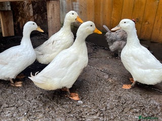 Ducks poultry Pekin ducks for sale - Advert 1