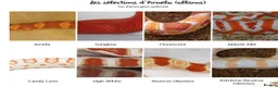 Corn Snake reptiles for sale: Corn snakes forsale 2025 corn snakes 2026 clutches - Advert 34