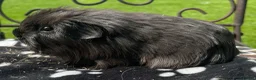 Guinea Pig rodents for sale: Sheltie guniea pigs and merino girl. - Advert 1