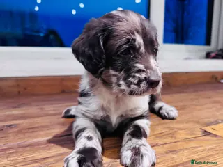 Labradoodle dogs Chocolate & chocolate Merle Miniature Labradoodles - Advert 17