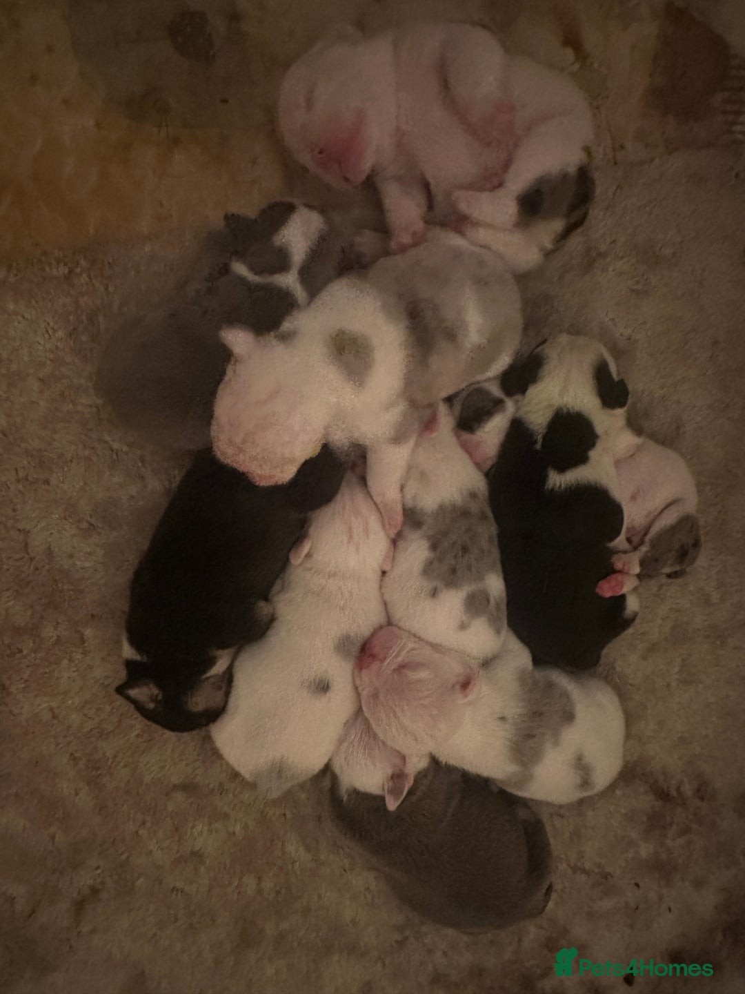 English Bulldog dogs for sale: 🌟 health tested parents 🌟 - Image 9