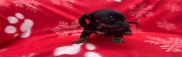 Miniature Dachshund dogs for sale: ****6 beautiful boys 💙💙*** - Advert 16