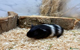 Guinea Pig rodents for sale: LOTS OF GUINEA PIGS FOR SALE 💗 - Image 10