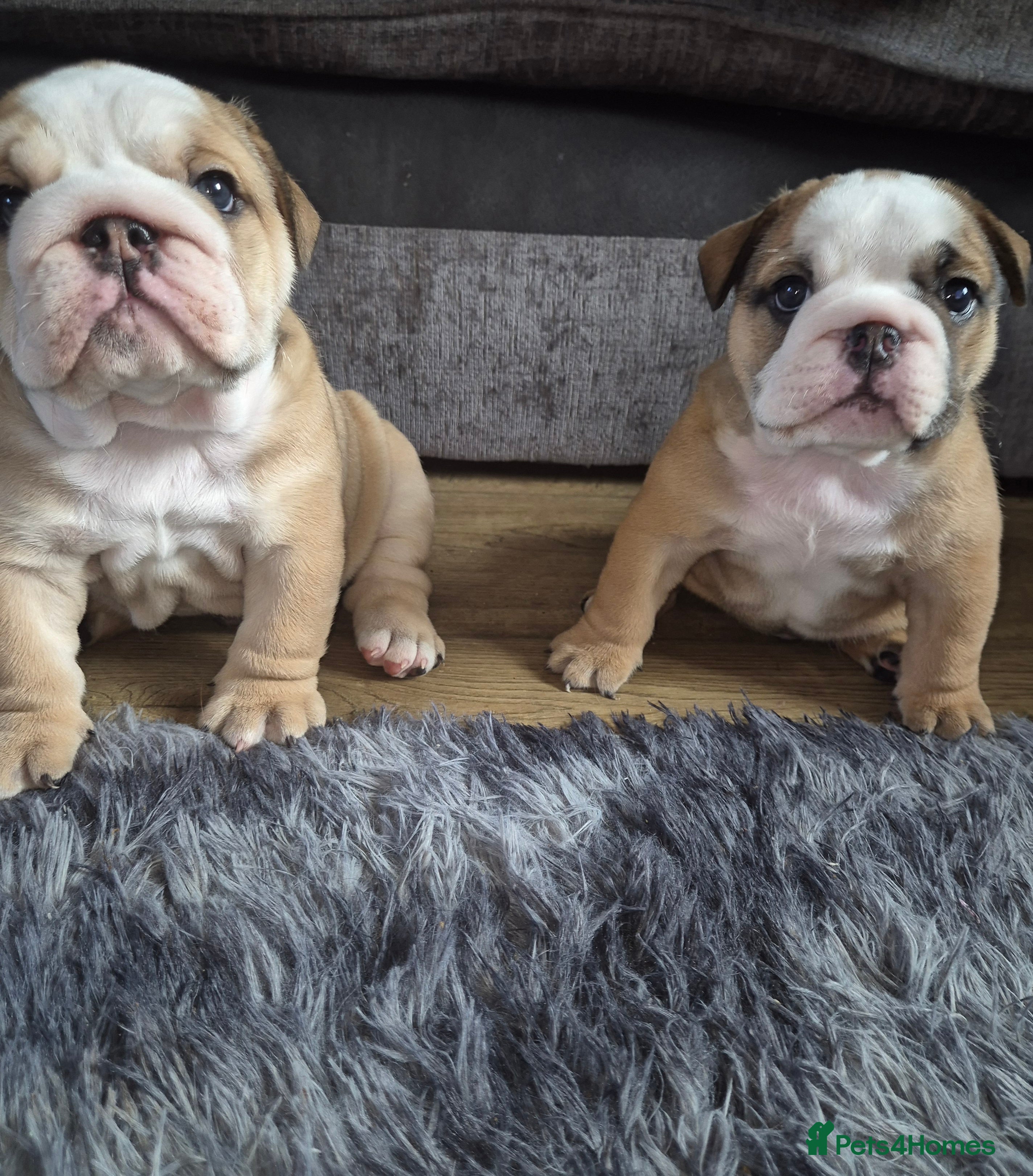English Bulldog dogs Beautiful Red and White KC English Bulldog Puppies - Advert 17
