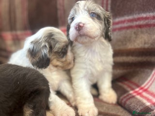 Cockapoo dogs ⭐️🎉stunning tiny⭐️toy cockapoo 🎉 - Advert 15