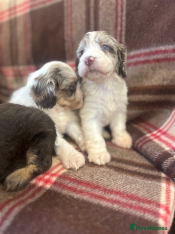 Cockapoo dogs ⭐️🎉stunning tiny⭐️toy cockapoo 🎉 - Advert 6