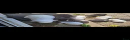 French Lop rabbits for sale: Baby Giant French Lop Rabbits For Sale 🐰 - Advert 3