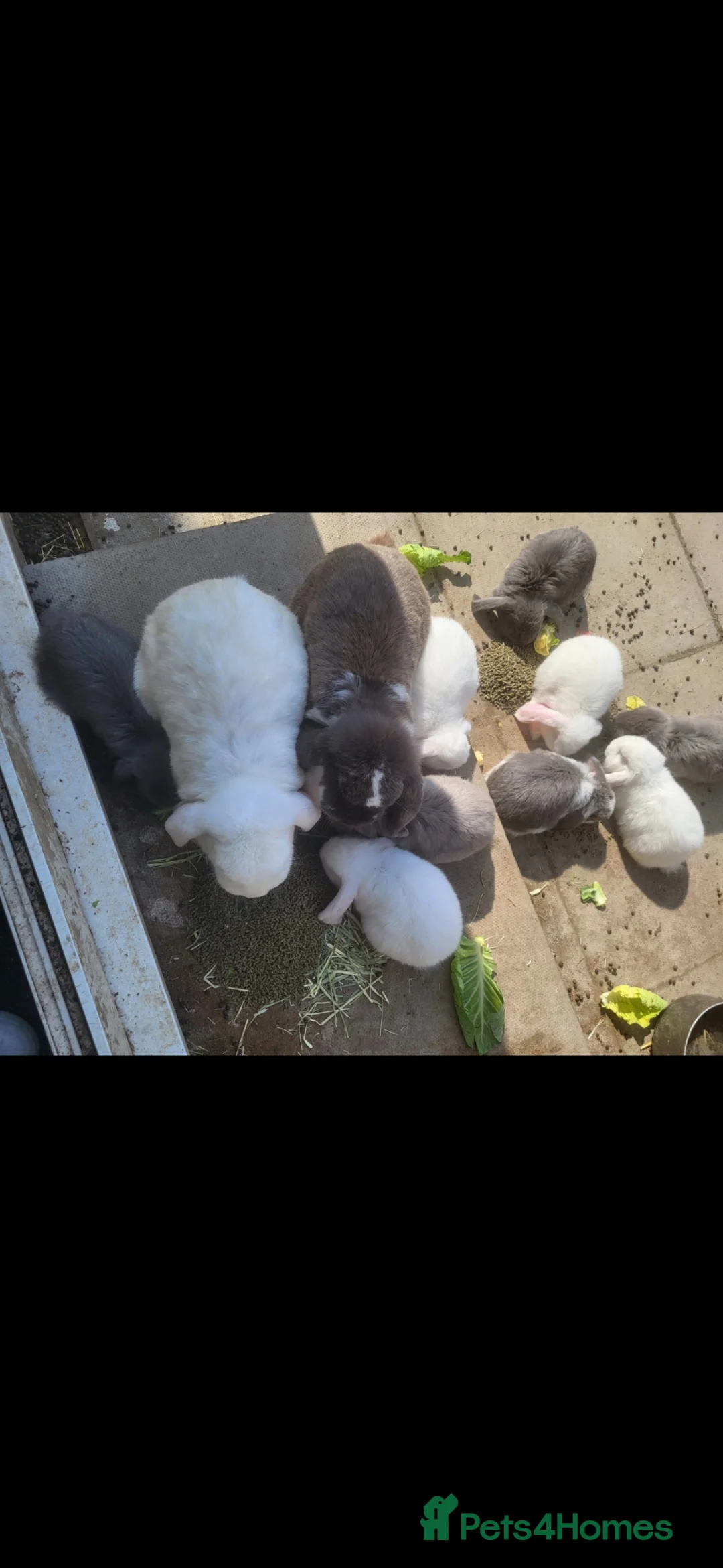 French Lop rabbits for sale: Baby Giant French Lop Rabbits For Sale 🐰 - Advert 2