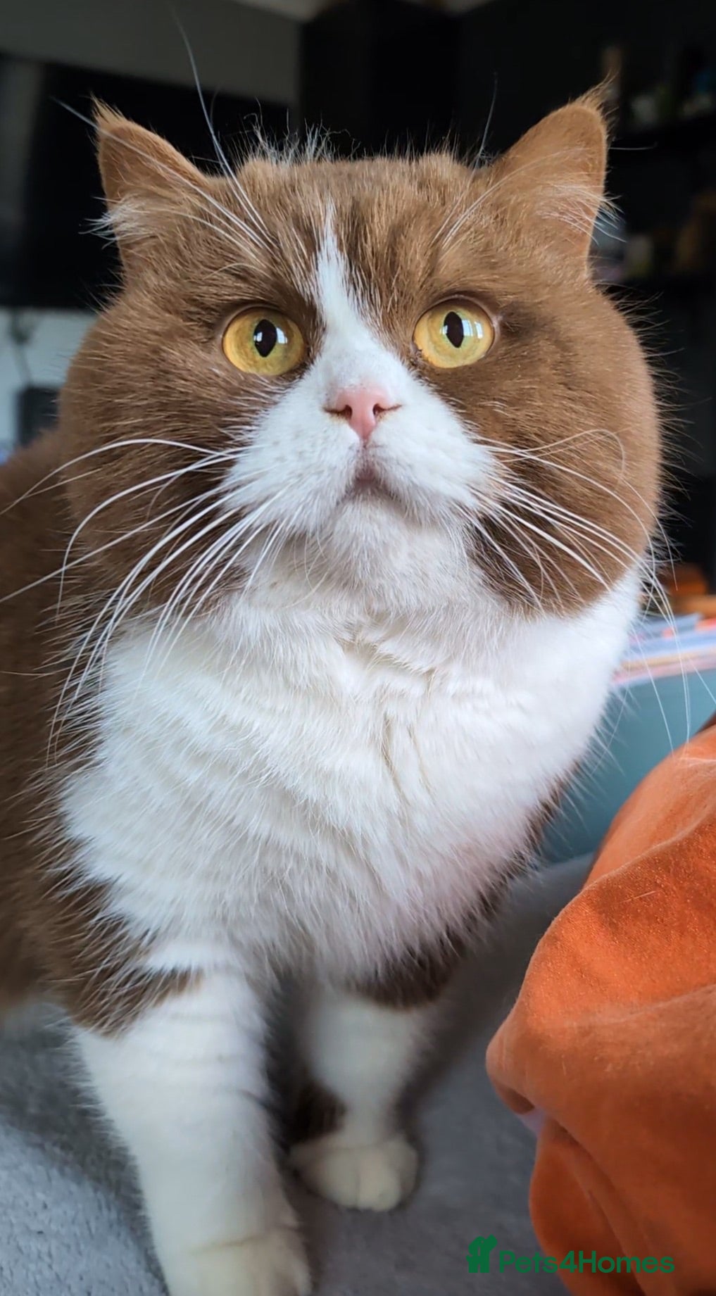 British Shorthair cats Title: 🏆GCCF & TICA reg🪩BSH CINNAMON BICOLOR - Advert 1