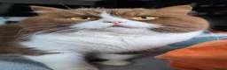British Shorthair cats for stud: Title: 🏆GCCF & TICA reg🪩BSH CINNAMON BICOLOR - Advert 1