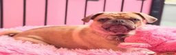 Pug dogs for sale: Kc registered pug  - Advert 1