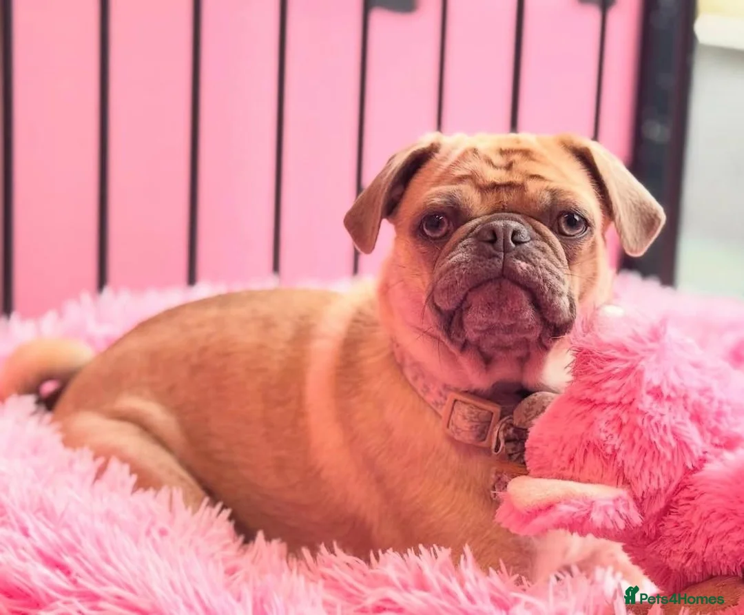 Pug dogs for sale: Kc registered pug  - Advert 1