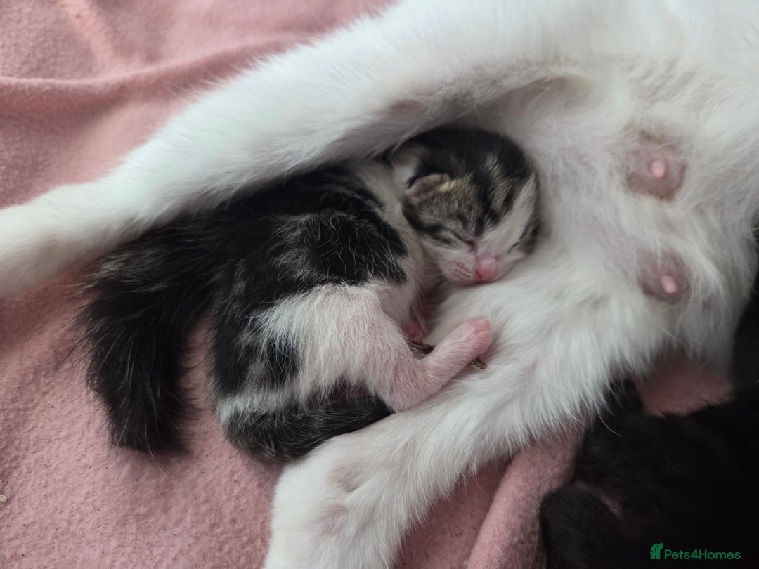 Mixed Breed cats for sale: Two beautiful girls. Ready to leave Saturday  - Image 20