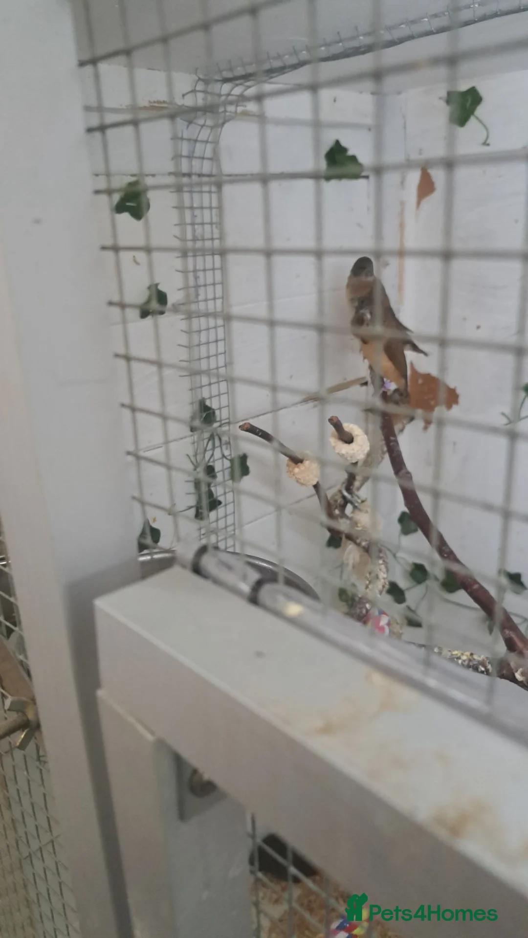 Finches birds for sale: X 2 chesnut brested mannikin  - Advert 2