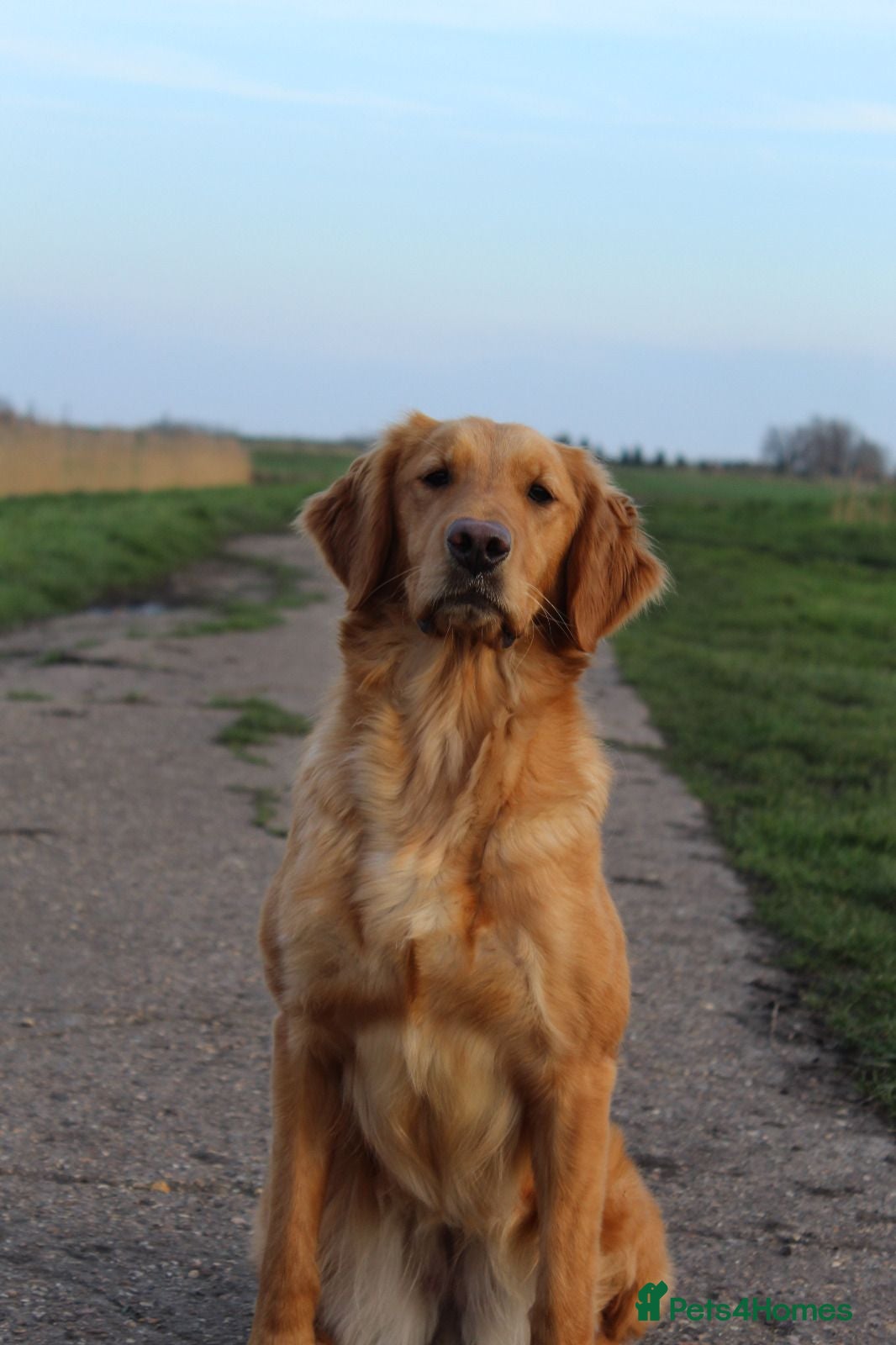 Golden Retriever dogs READY NOW! Healthy, confident and thriving. KC Reg - Advert 1