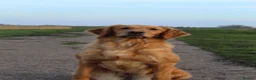 Golden Retriever dogs for sale: READY NOW! Healthy, confident and thriving. KC Reg in March - Advert 1