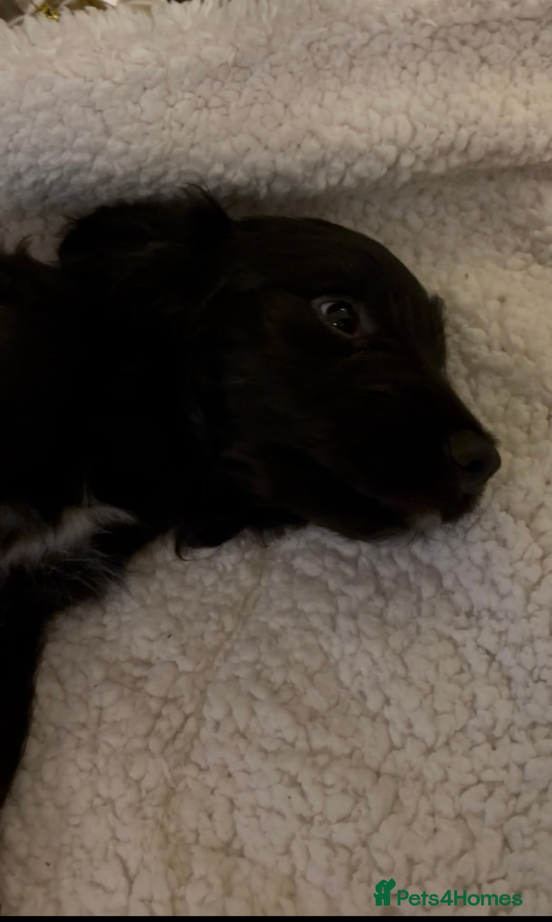 Cockapoo dogs for sale: Cockapoo X Coker spaniel  - Advert 15