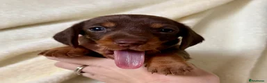 Miniature Dachshund Puppy 5