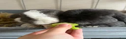Mini Lop rabbits for sale: 2x bonded mini lop rabbits  - Advert 3