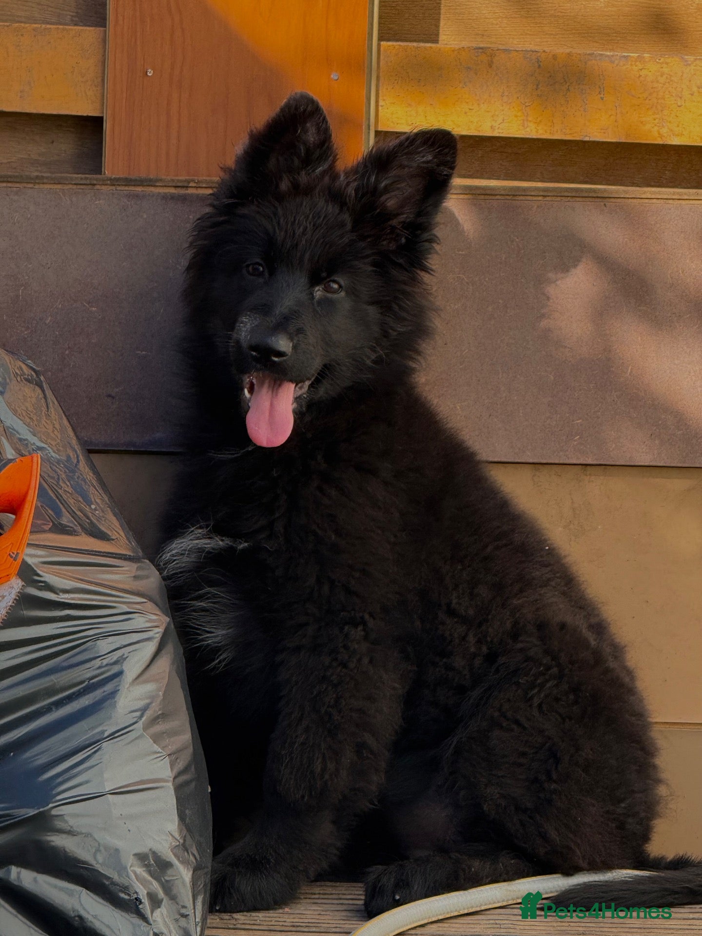 German Shepherd dogs LONG HAIR GERMAN SHEPHERD PUPPIES, TOP BLOODLINES - Advert 2