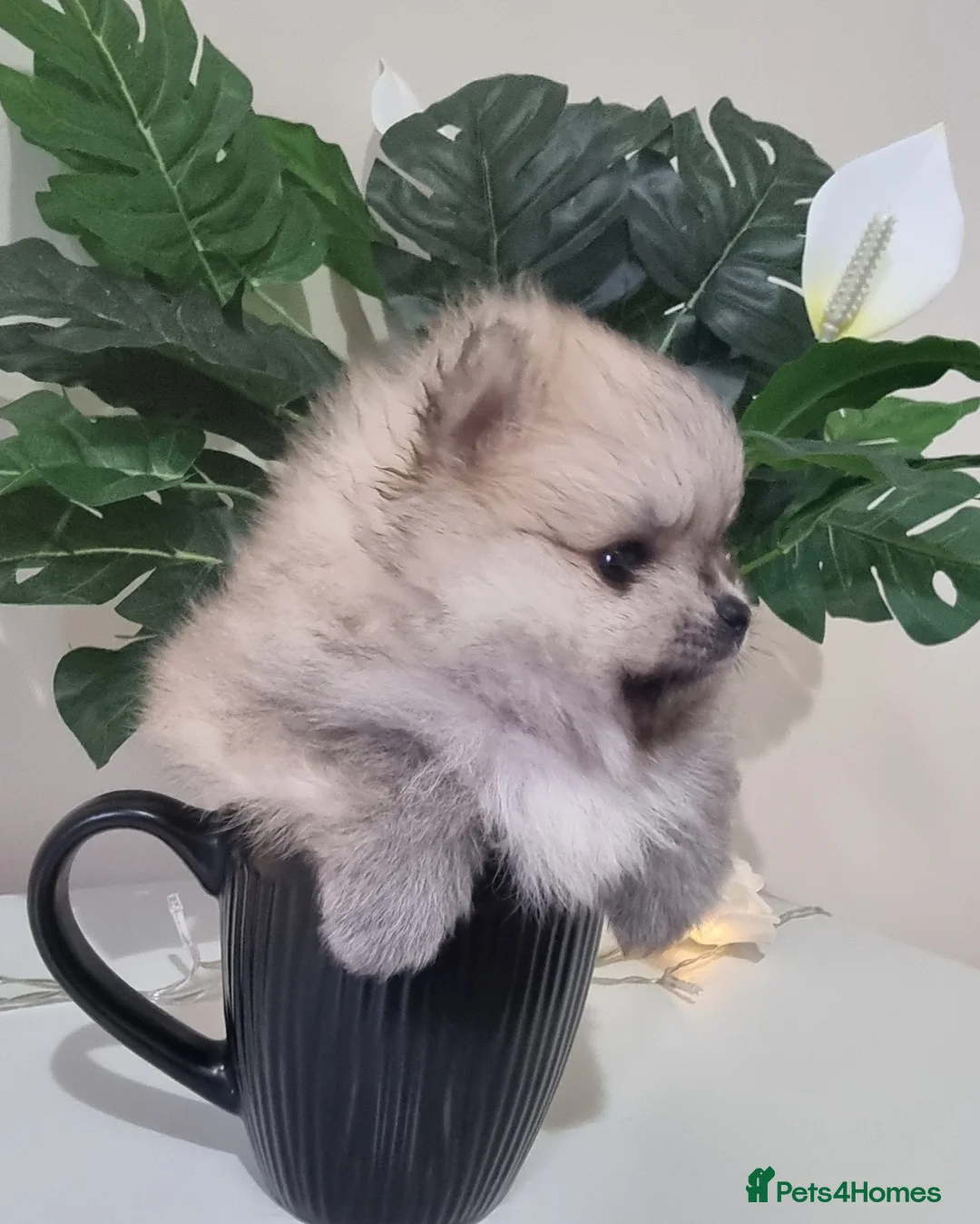 Pomeranian dogs for sale: Puppies  - Advert 2