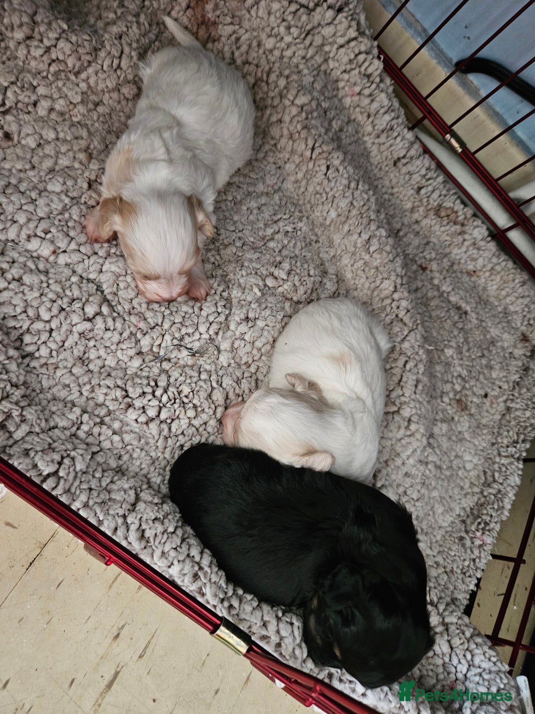 Maltipoo dogs for sale: Beautiful Maltipoo puppies  - Advert 3