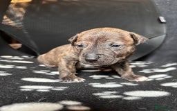 Mixed Breed dogs for sale: American bulldog staffy 🏡 - Image 7