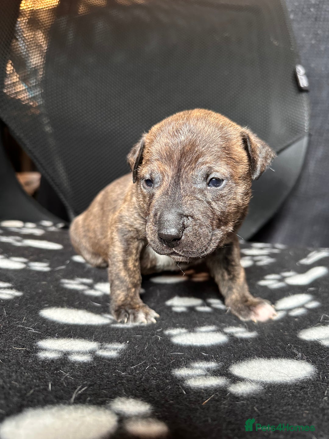Mixed Breed dogs for sale: American bulldog staffy 🏡 - Image 7