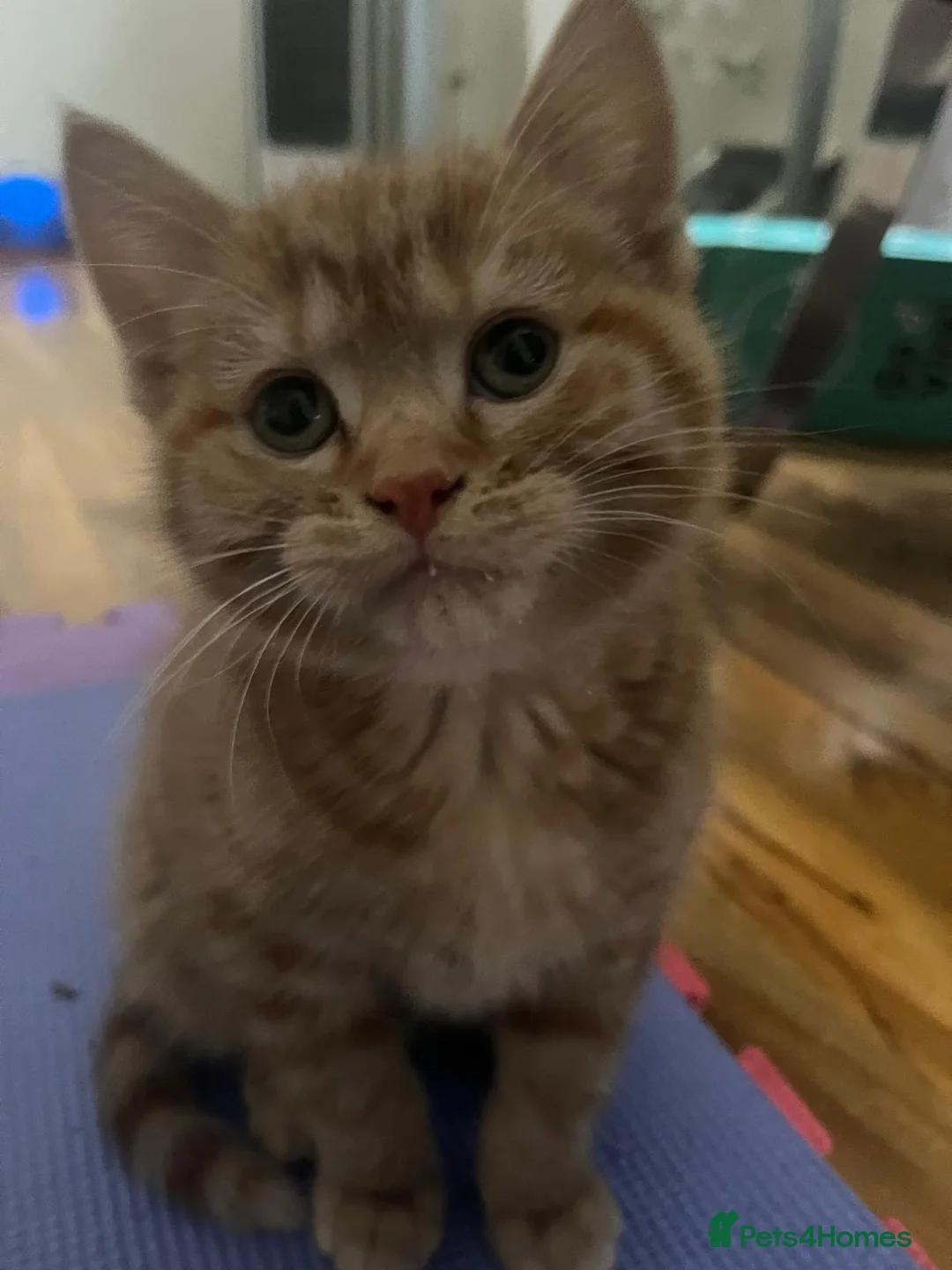 Mixed Breed cats for sale: 3 kittens for sale  - Advert 16