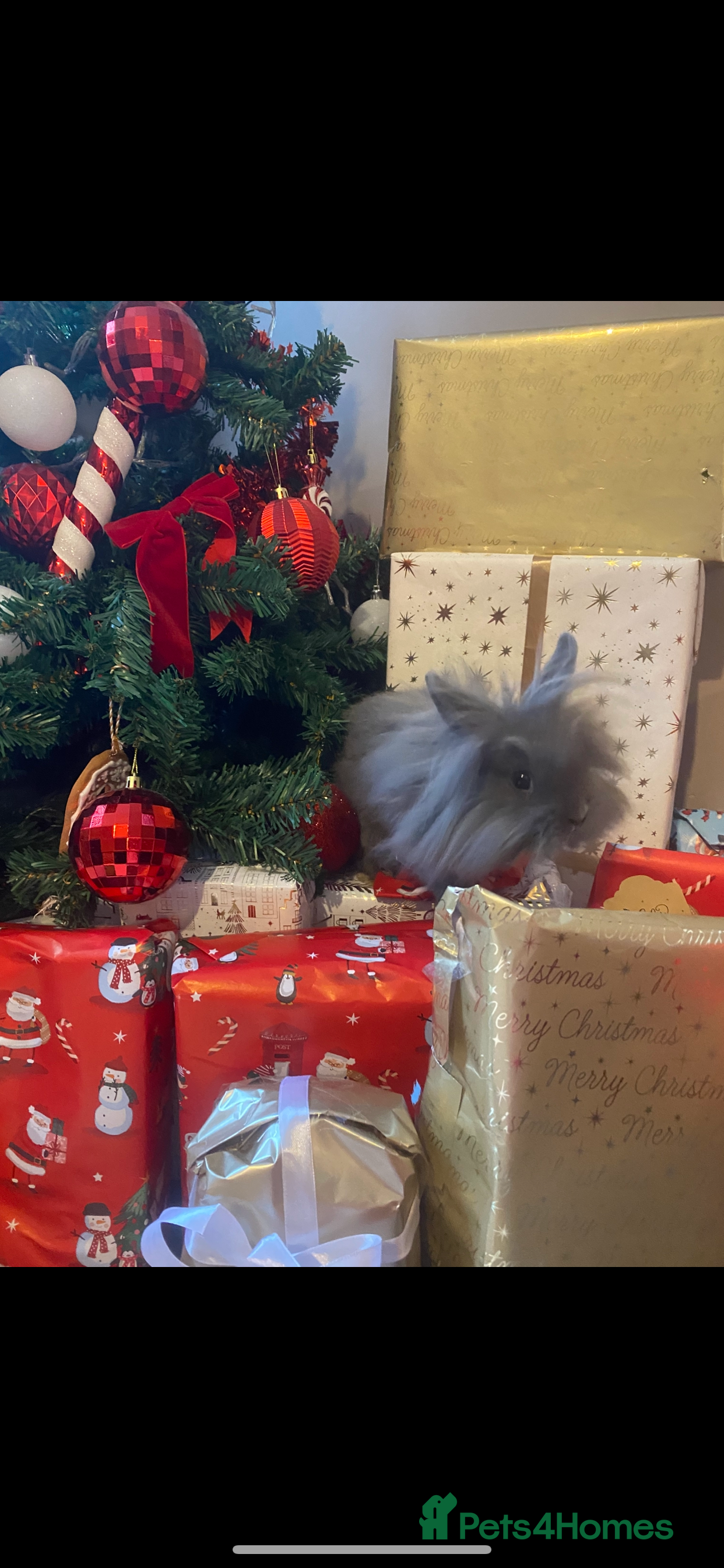 Lionhead rabbits Lionhead female rabbit - Advert 3