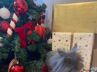 Lionhead rabbits Lionhead female rabbit & 2 tiered cage - Advert 8