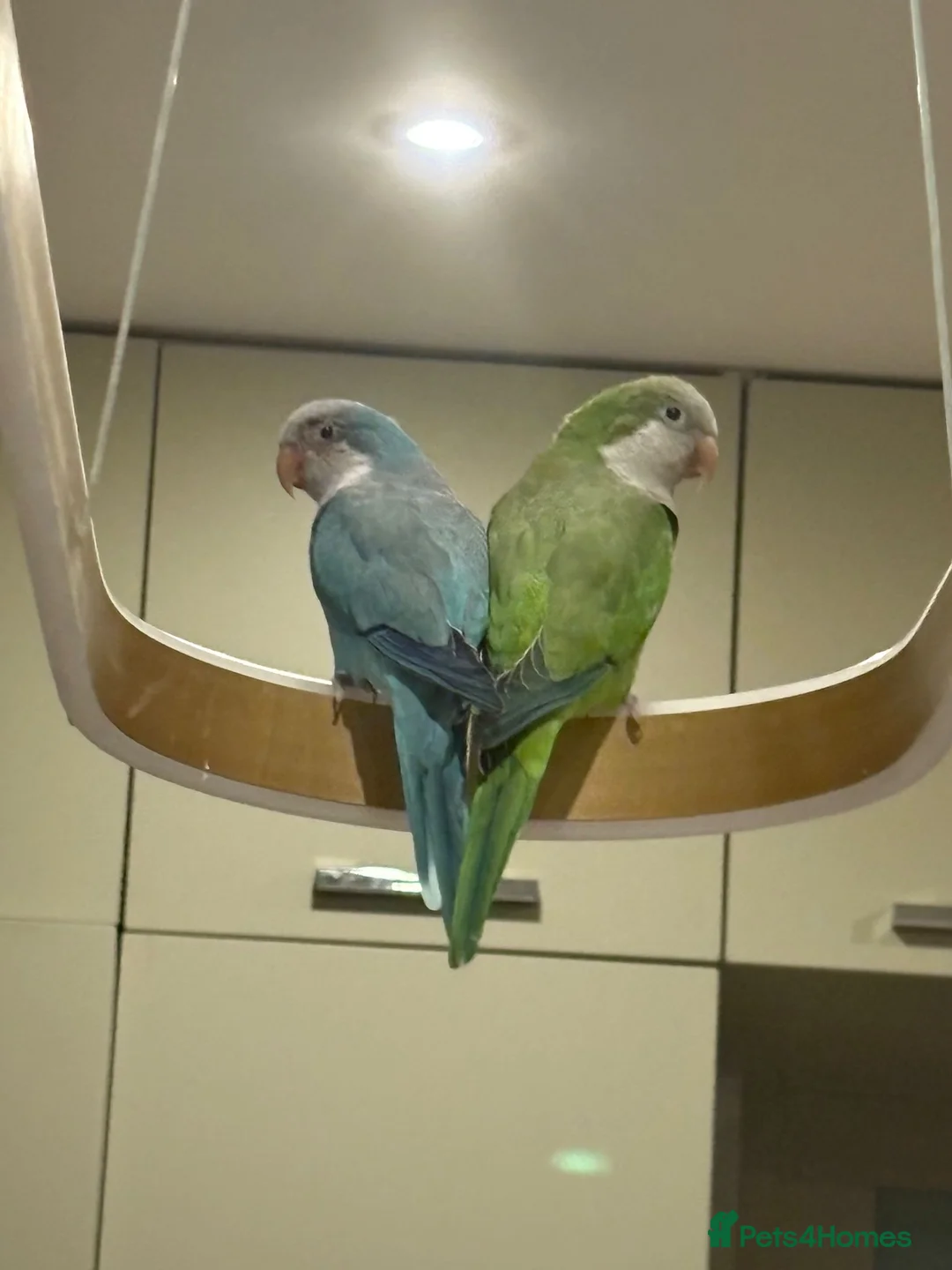 Parrots birds for sale: 2 x Quaker Parrots in Stoke-on-Trent - Advert 1