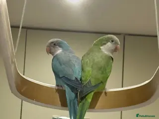 Parrots birds 2 x Quaker Parrots - Advert 1
