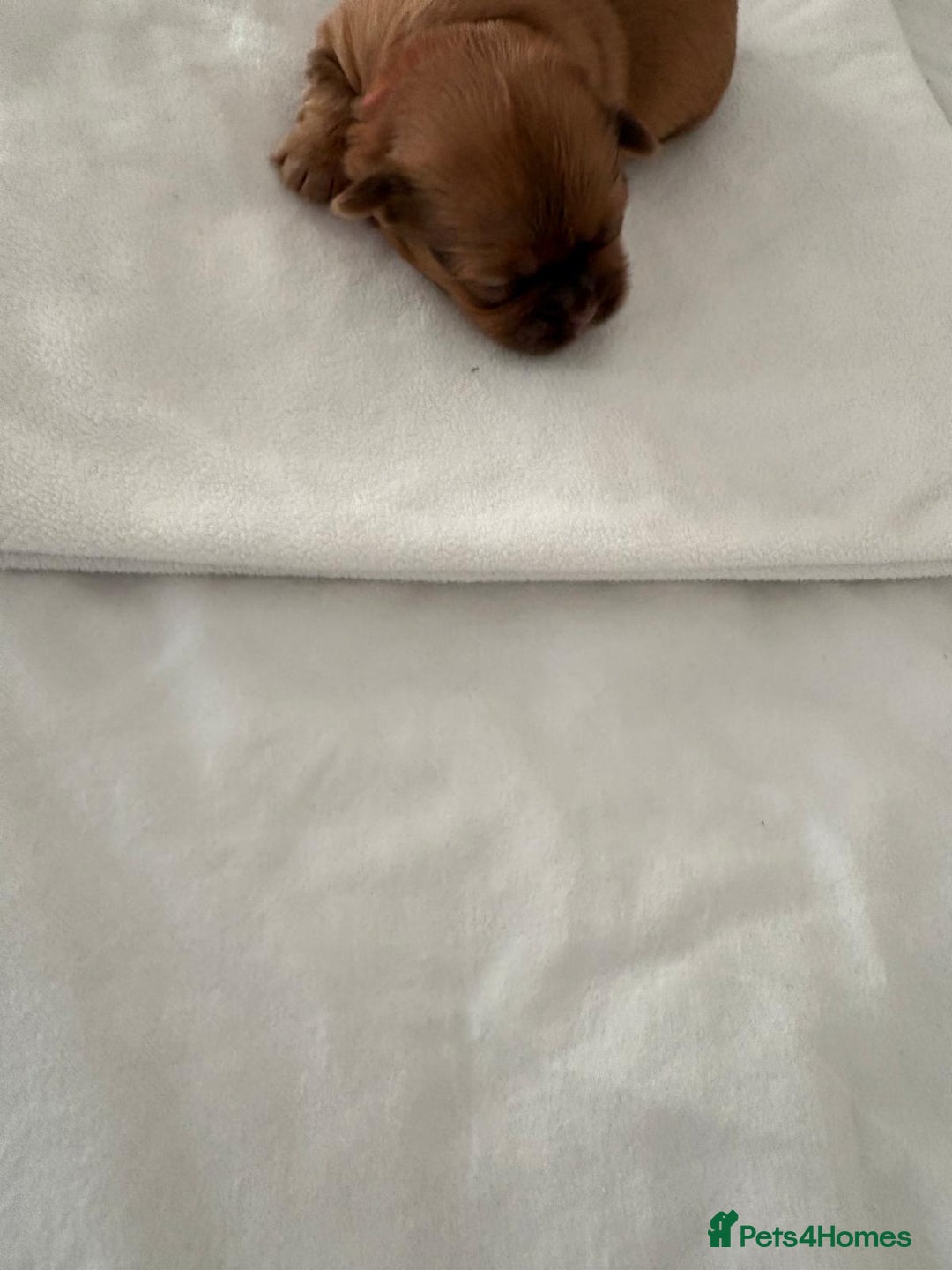 Shih Tzu dogs for sale: KC registered pure breed imperial shihtzu puppies  - Advert 34